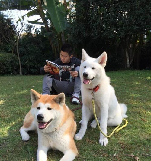 秋田犬的饮食秘籍（解析秋田犬的饮食需求，让您的宠物远离饮食危机）