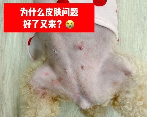 如何预防宠物药物过敏？（15个实用方法帮您保护狗狗健康）