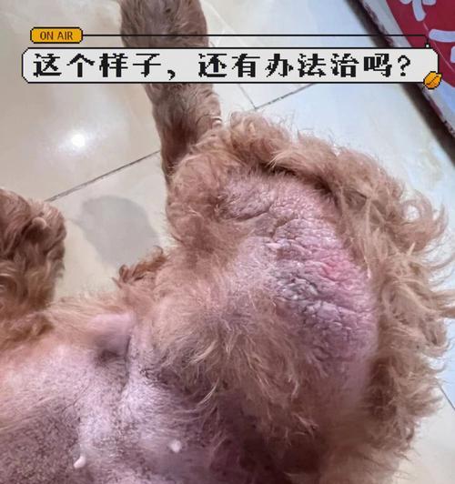 如何预防宠物药物过敏？（15个实用方法帮您保护狗狗健康）