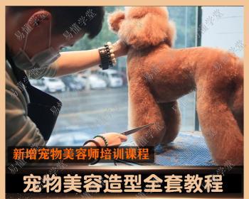 如何给贵宾犬修理被毛？（贵宾犬毛发修理方法及步骤）