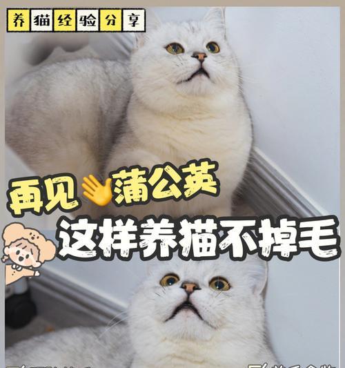 猫咪换毛期护理全攻略（帮宠物顺利度过换毛期，让家里不再“毛”烦！）