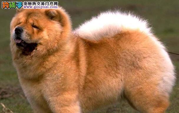 如何鉴别松狮犬的纯度？（从毛发、体型、性格等多个角度分析）