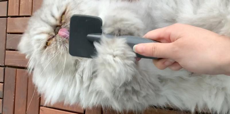 科学梳毛，让爱猫更健康（如何正确给宠物猫梳毛）