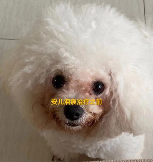 比熊犬泪痕清除指南（宠物爱好者必看，轻松解决泪痕问题！）