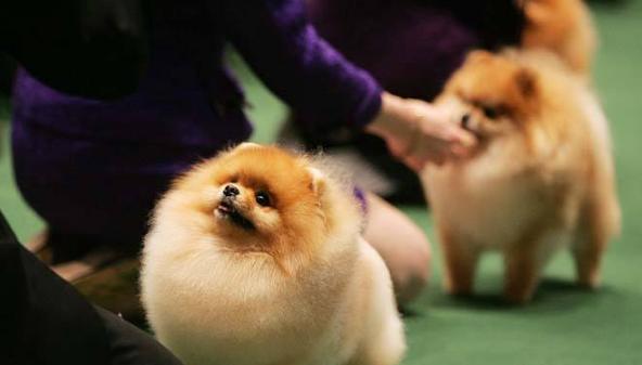 让宠物犬轻松服用药物，不再困扰主人（让宠物犬轻松服用药物，不再困扰主人）