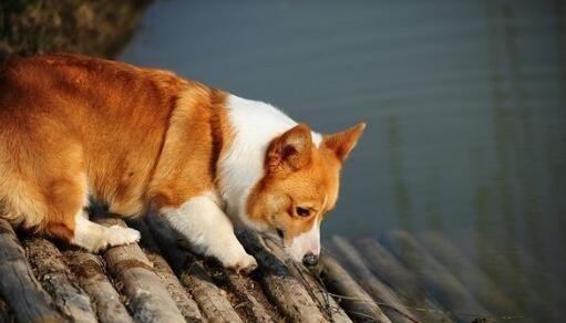 训练柯基犬大小便的技巧（掌握科学有效的训练方法，让柯基犬的大小便变得更加规律）