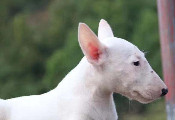 如何训练牛头梗犬吃药？（从宠物健康出发，掌握这些技巧！）