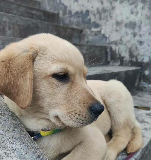 如何照顾拉布拉多幼犬（全面指南教您成为爱心宠物主人）