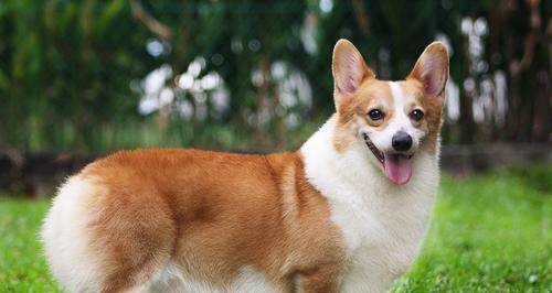 治疗柯基犬皮屑病的有效方法（关注宠物健康，让柯基犬告别皮屑烦恼）