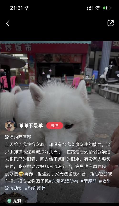 萨摩耶髋骨脱位的防治（宠物狗髋部受伤，如何预防和治疗？）