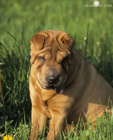 沙皮犬如何保护毛发健康（探讨沙皮犬饮食与毛发健康的关系）