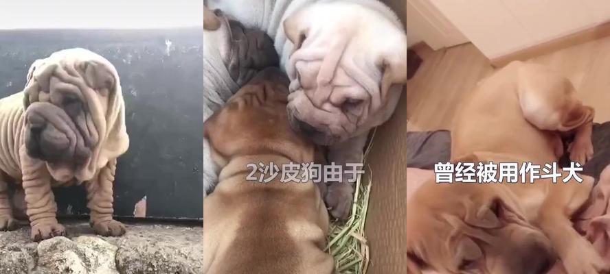 探秘沙皮犬的魅力（认识一款适合宠物的好伙伴）