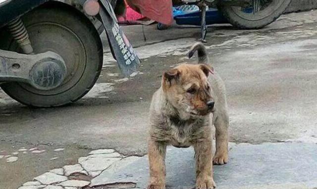 松狮犬挑食的原因及解决方法（深度解析松狮犬挑食的原因、如何科学喂养它）