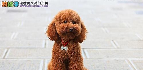 泰迪犬和比熊犬的区别（探究宠物犬中的两大萌系）