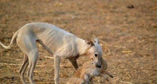 关于猎犬断尾手术的必要性（为什么猎犬需要断尾手术？）