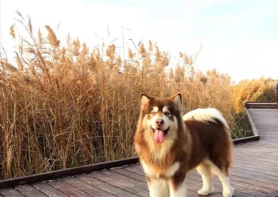 夏季如何科学饲养阿拉斯加（宠物犬的健康与幸福）