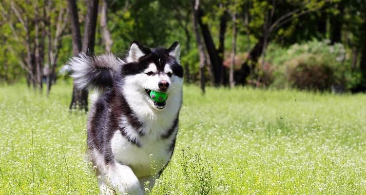 夏季如何科学饲养阿拉斯加（宠物犬的健康与幸福）