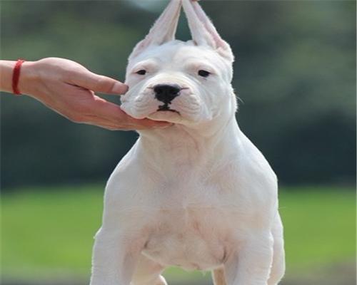 新购杜高犬首次体检全解析（了解宠物身体状况，预防疾病，做好日常养护）