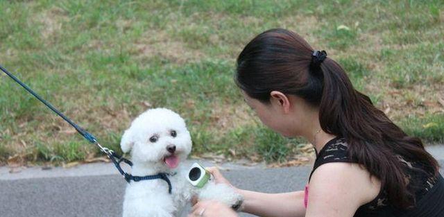 让你的比熊犬保持安静的方法（以训练为主，教你如何控制宠物的表现）