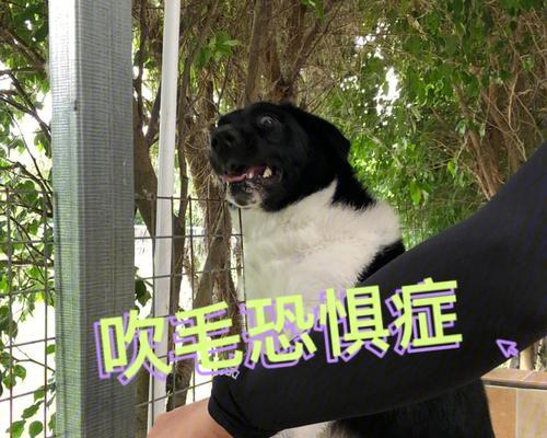 如何训练幼犬克服惊吓（宠物主人必知的幼犬训练技巧，帮助幼犬克服惊吓）