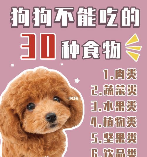 如何正确训练幼犬？（时机、注意事项及关键技巧）