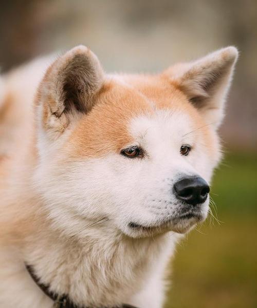 让你的秋田犬不掉毛的终极方法（宠物保健知识，告别秋田犬掉毛困扰）