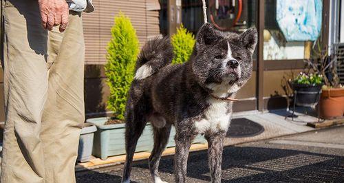 让你的秋田犬不掉毛的终极方法（宠物保健知识，告别秋田犬掉毛困扰）