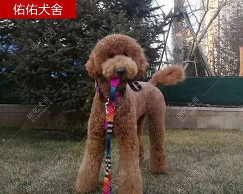 巨型贵宾犬掉毛防治指南（如何保持巨型贵宾犬光滑亮丽？犬主们必看的防掉毛方法）