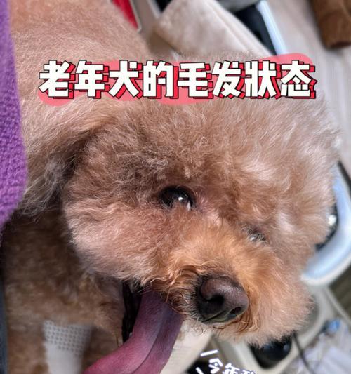 如何让宠物狗狗的毛发更健康（养护秘籍让爱犬毛发光彩照人）