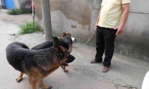 如何正确喂养德国牧羊犬幼犬（一份详细的喂养指南）