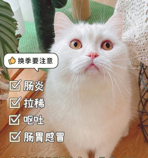 怎样判断宠物猫咪是否发烧（家中爱猫的健康你也能看管好，猫咪发烧的表现及注意事项）