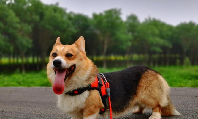 纠正柯基犬的坏习惯（宠物教育的关键技巧）