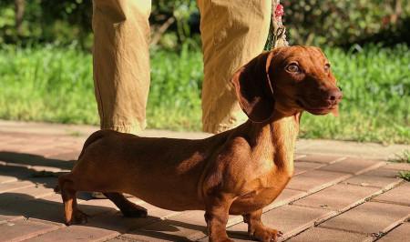 腊肠犬易患寄生虫病，主人需重视（了解腊肠犬寄生虫病，保护宠物健康）