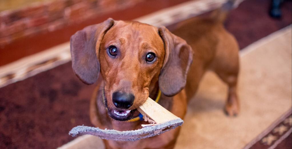 腊肠犬食欲不振的应对方法（怎样让宠物恢复食欲）