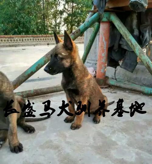 以马犬的标准体型及成长规律详解（宠物以马犬的成长规律及如何掌握其标准体型）