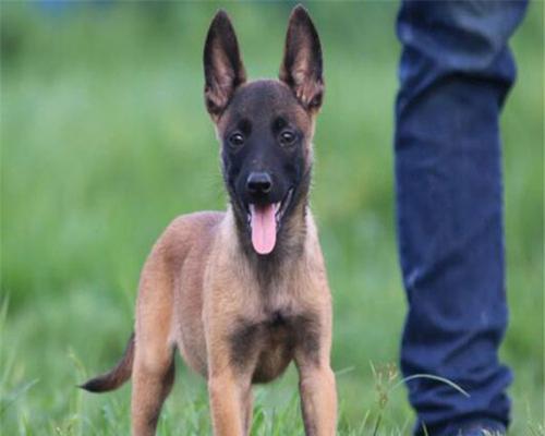 以马犬的标准体型及成长规律详解（宠物以马犬的成长规律及如何掌握其标准体型）