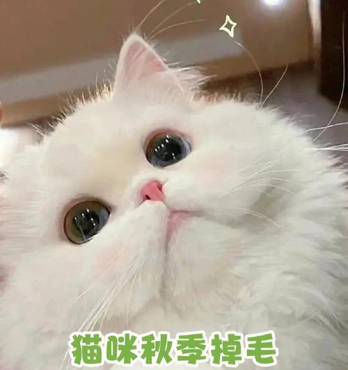 揭秘猫咪掉毛的真相（探究大量掉毛的原因及解决方法）