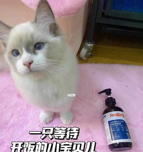 揭秘猫咪掉毛的真相（探究大量掉毛的原因及解决方法）