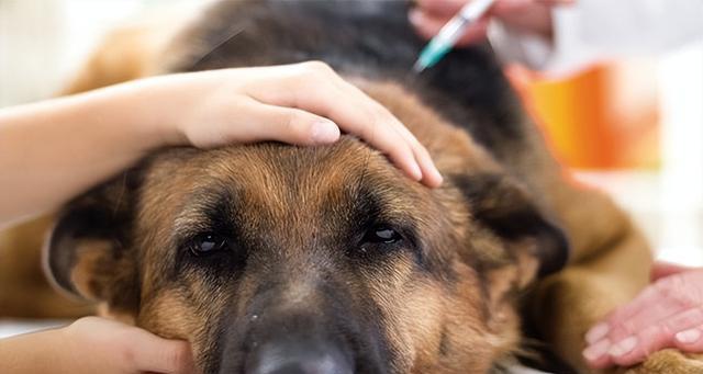 宠物犬在秋冬季节的传染病预防措施（提高宠物犬免疫力，远离病菌侵害）