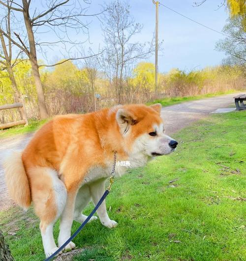 怎么处理秋田犬便便里带血？