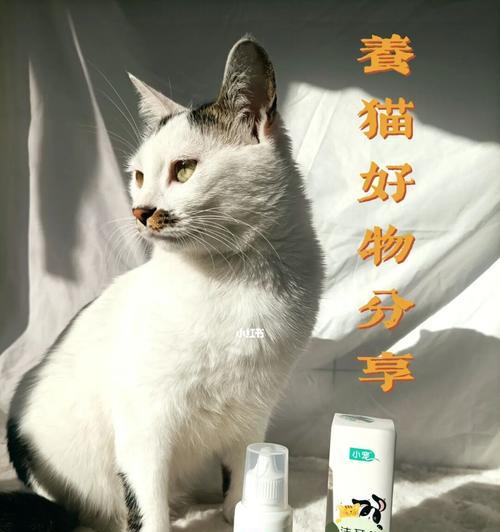 如何正确地进行日常猫咪护理（掌握这15项技巧，让你的猫咪健康快乐）