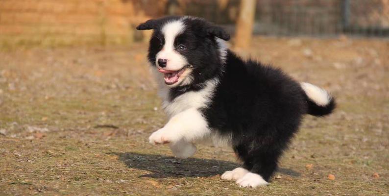 如何分辨边牧幼犬是否为纯种（从毛发到行为，掌握这些技巧就能轻松辨别边牧幼犬是否为纯种）