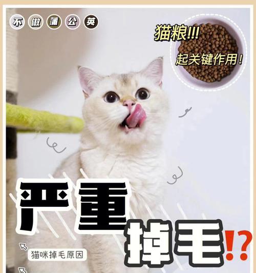 解决宠物猫大量掉毛问题的有效方法（如何让你的猫毛发更健康）