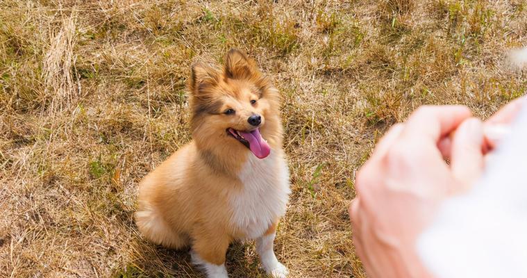 如何缓解喜乐蒂犬脱毛现象（宠物主人必知的护理技巧与方法）