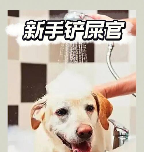 如何挑选质量优良的比熊犬（宠物比熊犬的挑选技巧和注意事项）