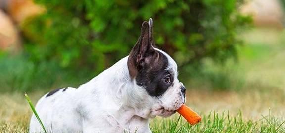 怎样让你的爱犬停止乱叫（有效防止狗狗无故乱叫，让你的宠物更健康快乐）