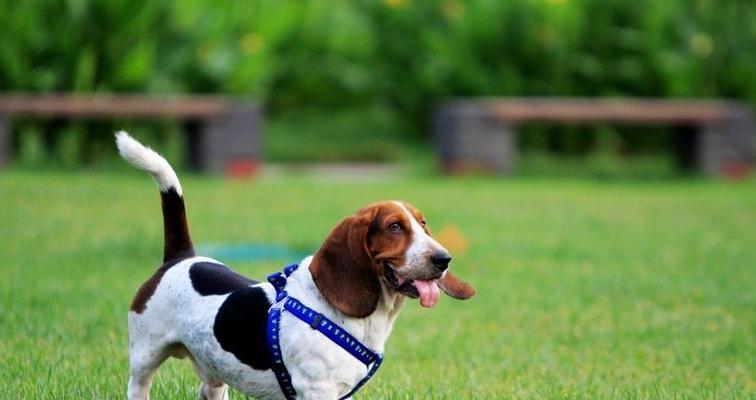 十大嗅觉猎犬排名（挑战狗狗嗅觉极限的宠物狗大比拼，看谁能够稳夺冠军）