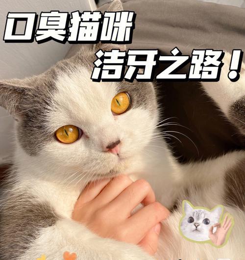 可爱的猫咪为什么会出现口臭？（探究猫咪口臭的原因及防治方法）