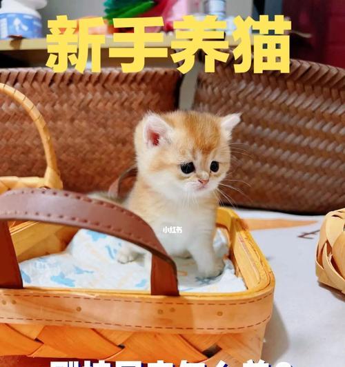 如何正确养护新养的猫咪（照顾新宠物的贴心技巧）