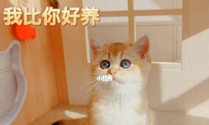 如何正确养护新养的猫咪（照顾新宠物的贴心技巧）